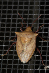 Euschistus ictericus