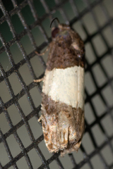 Epiblema tripartitana