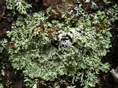 Menegazzia subsimilis