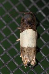 Epiblema tripartitana