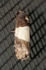 Epiblema tripartitana