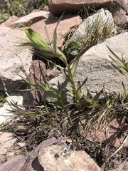 Castilleja occidentalis