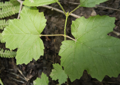 Viburnum opulus opulus