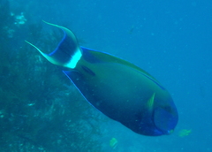 Acanthurus fowleri