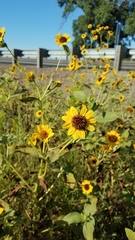 Helianthus bolanderi