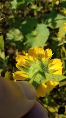 Helianthus bolanderi