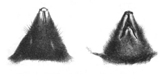 Blind Mole photo 3