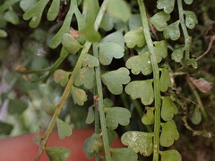 (c) Louis Aureglia, some rights reserved (CC BY) Asplenium sandersonii, photograph (c) Louis Aureglia, some rights reserved (CC BY)