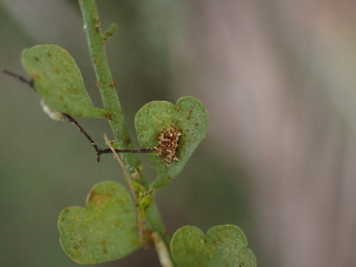 Image of Asplenium sandersonii by (c) Louis Aureglia, some rights reserved (CC BY)