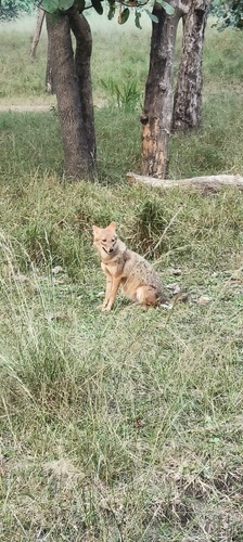 Golden Jackal