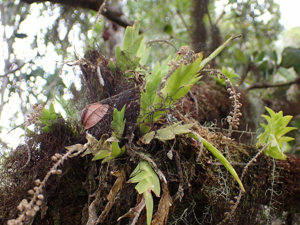 Oberonia disticha