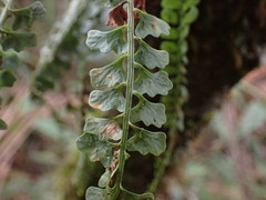 (c) Louis Aureglia, some rights reserved (CC BY) Asplenium sandersonii, photograph (c) Louis Aureglia, some rights reserved (CC BY)