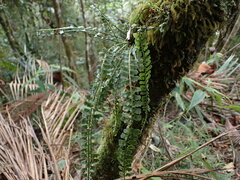 (c) Louis Aureglia, some rights reserved (CC BY) Asplenium sandersonii, photograph (c) Louis Aureglia, some rights reserved (CC BY)