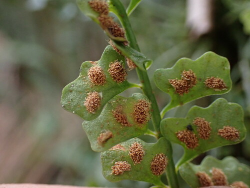 Asplenium sandersonii, photograph 3