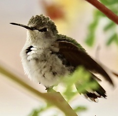Costa's Hummingbird photo 6