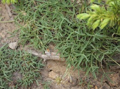 Trifolium dasyphyllum