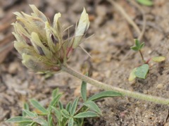 Trifolium dasyphyllum