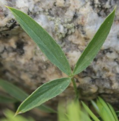 Trifolium dasyphyllum
