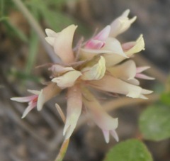 Trifolium dasyphyllum