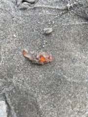 Clione limacina
