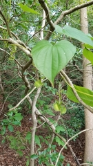 Dioscorea villosa