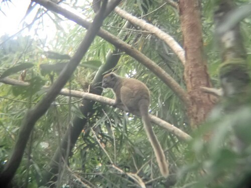 Northern Bamboo Lemur