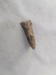 Nyctegretis lineana