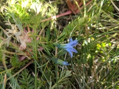 Gentiana prostrata