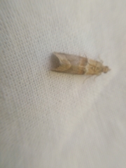 Nyctegretis lineana