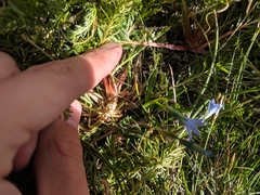 Gentiana prostrata