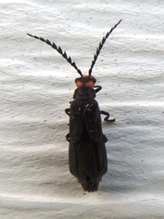 Tytthonyx erythrocephala