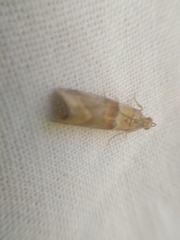Nyctegretis lineana