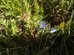 Gentiana prostrata