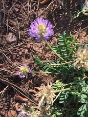 Astragalus laxmannii robustior