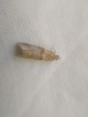 Nyctegretis lineana