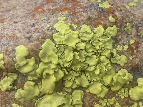 African Gold Lichen