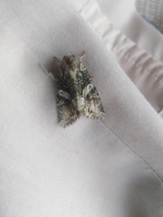 Lacanobia contigua