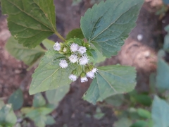 Ageratum conyzoides