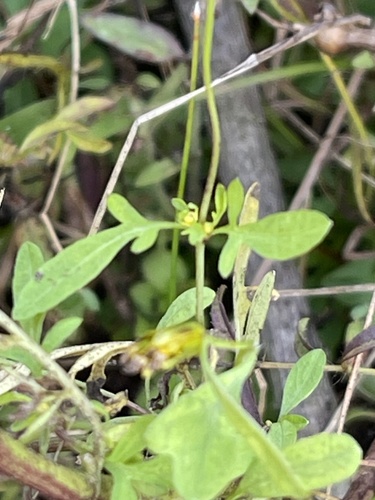 Image of Smallfruit Beggarticks (Bidens mitis) by no rights reserved