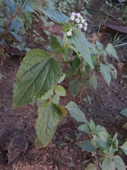 Ageratum conyzoides