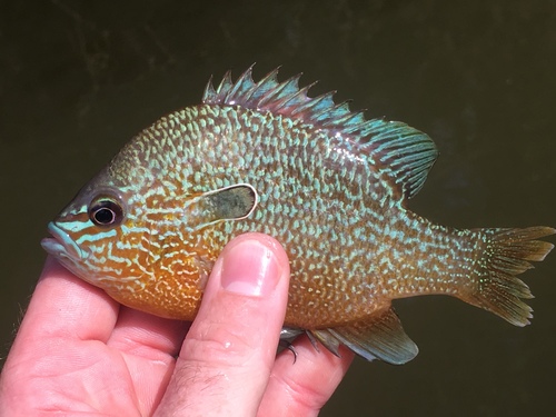 Longear Sunfish
