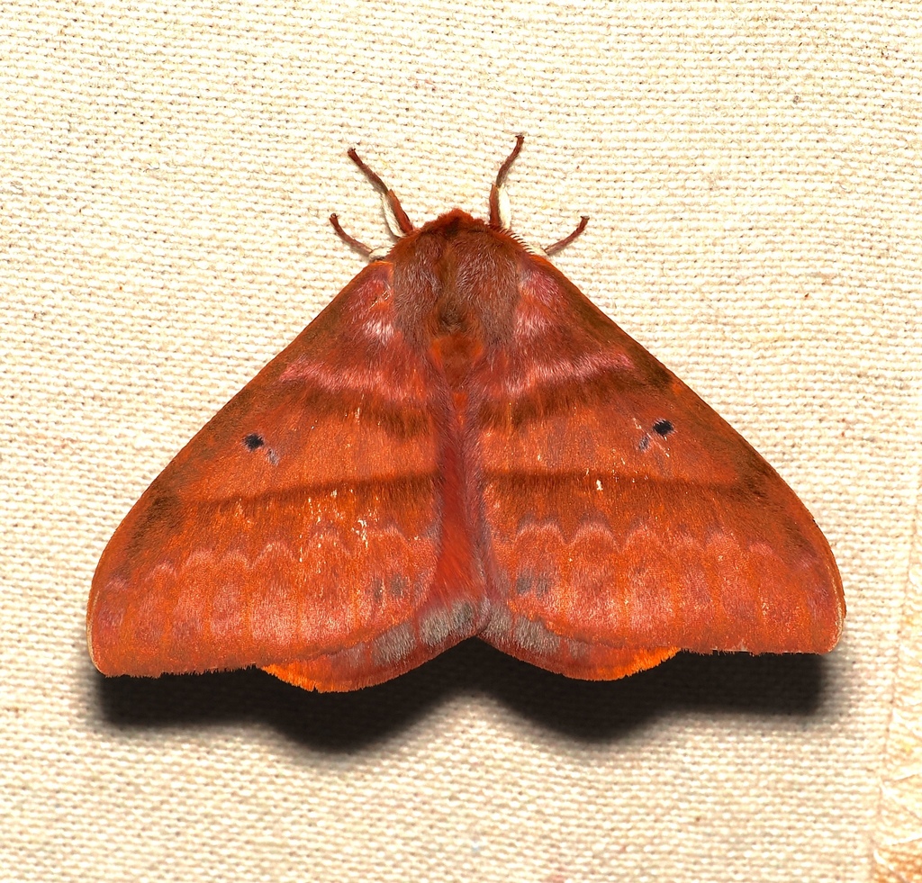 Hirpidinae