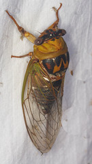 Megatibicen pronotalis