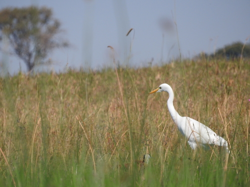 Ardea brachyrhyncha