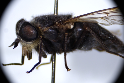 Hybomitra caucasi