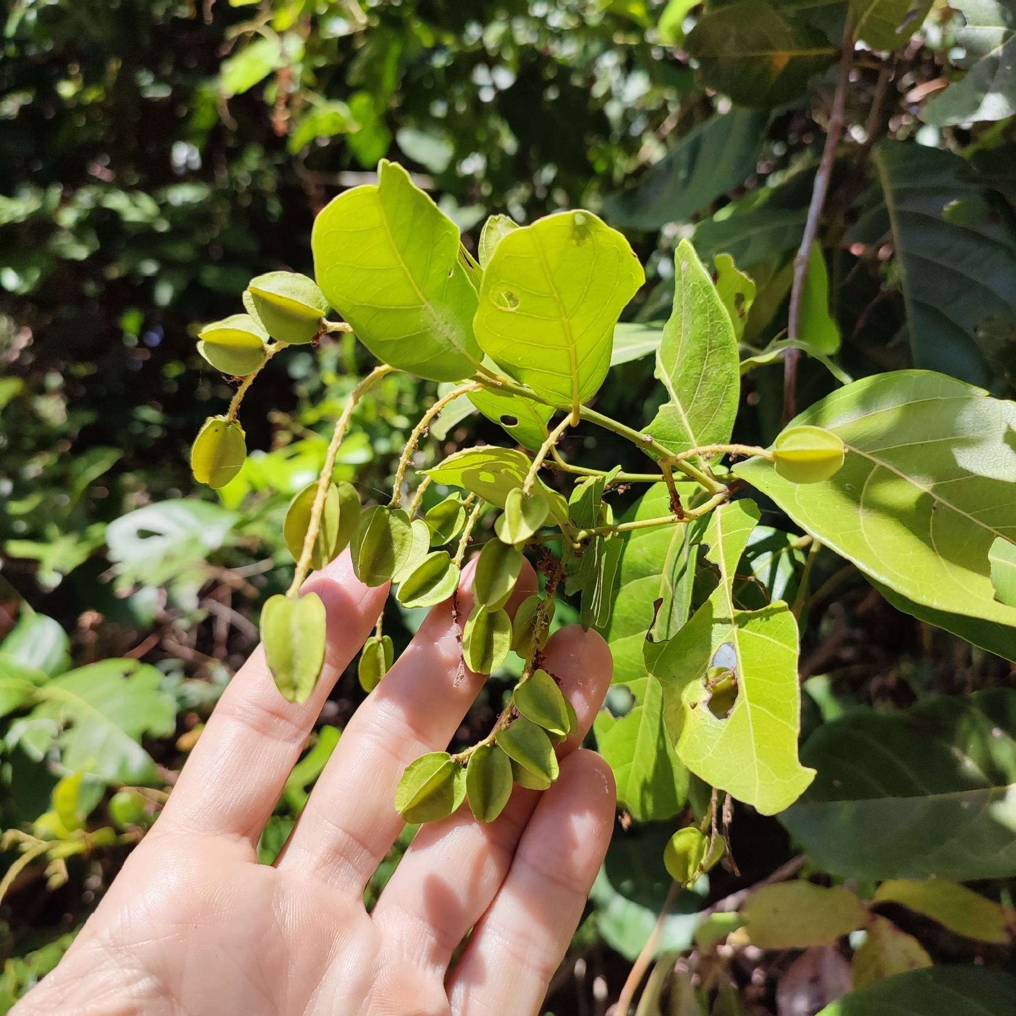 Imagem de Molungu-do-cerrado