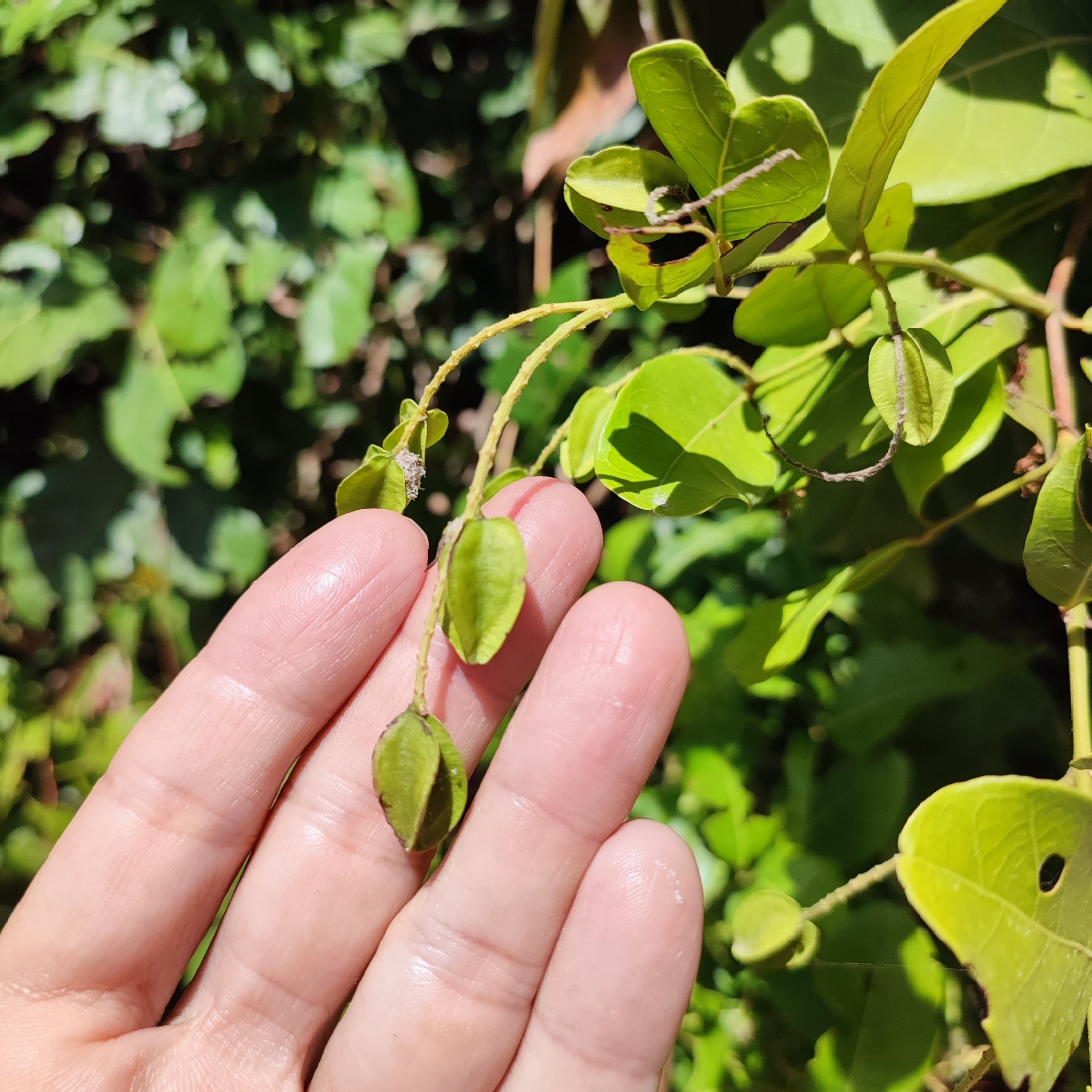 Imagem de Molungu-do-cerrado
