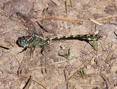 Ophiogomphus morrisoni