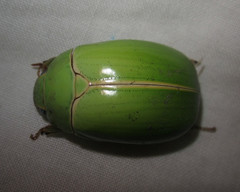 Platycoelia pomacea