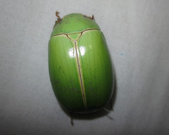 Platycoelia pomacea